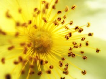 Macro shot of yellow flower