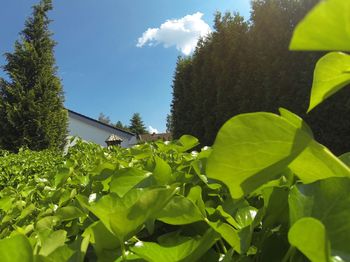 Low angle view of trees against sky