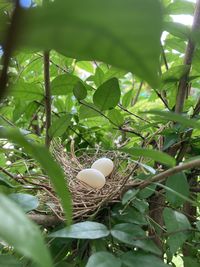 High angle view of nest on plant