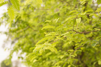 Close-up of green leaves on tree in forest