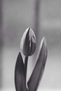 Close-up of flower blooming outdoors
