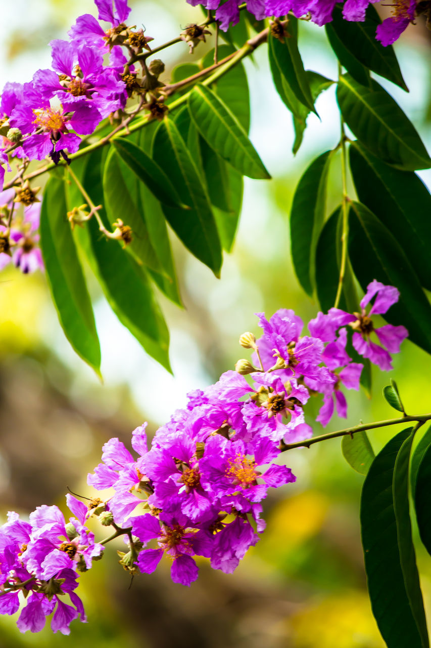 CLOSE-UP OF PINK FLOWERING PLANTS