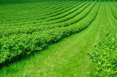 Scenic view of agricultural field