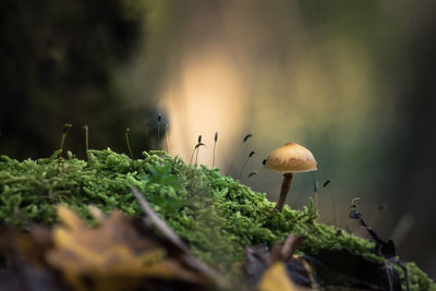 Close-up of mushroom growing on plant