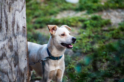 Dog looking curiously at  chickens while tied  using a chain 