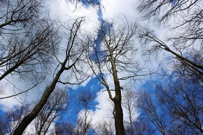 Low angle view of bare trees against sky