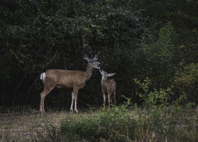 Doe and fawn sharing a meal