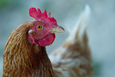 Close-up of chicken