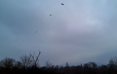 Low angle view of birds flying in sky