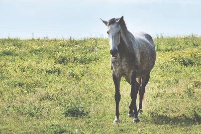 Horse standing on field