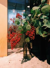 Red flowers growing on tree