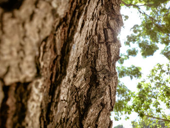 Low angle view of tree trunk