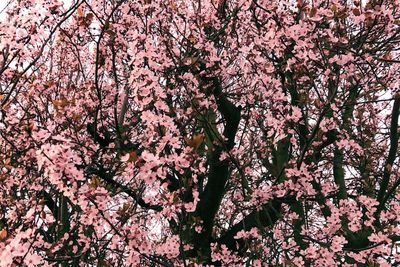 Low angle view of pink cherry blossoms in spring