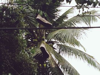 Low angle view of coconut palm tree against sky