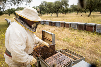 Rural and natural beekeeper, working to collect honey from hives