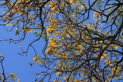 Low angle view of tree against blue sky