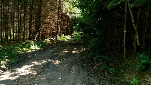 Dirt road passing through forest