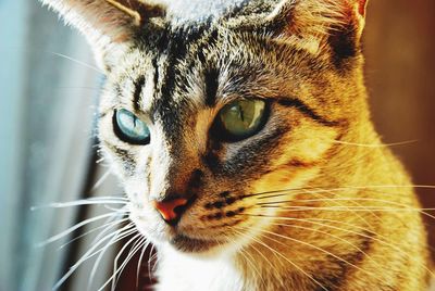 Close-up portrait of a cat