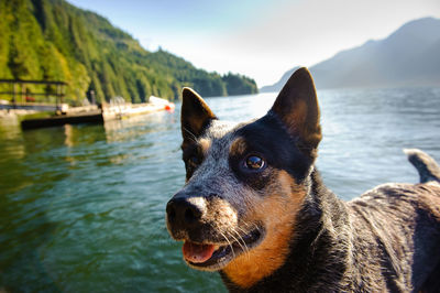 Close-up of dog by lake against sky