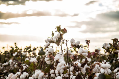 Close-up of white flowering plants against sky