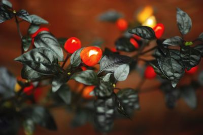 Close-up of red berries