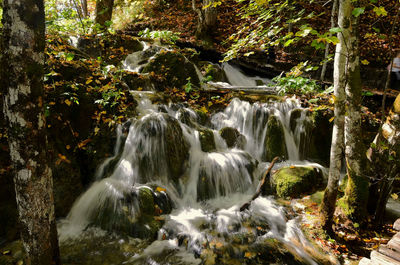 Scenic view of waterfall in forest