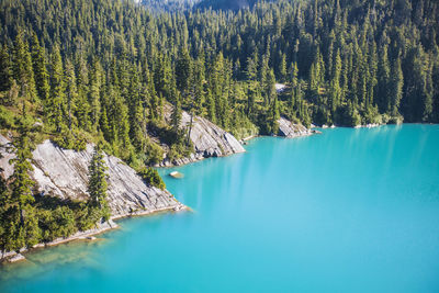 Panoramic view of pine trees by lake in forest