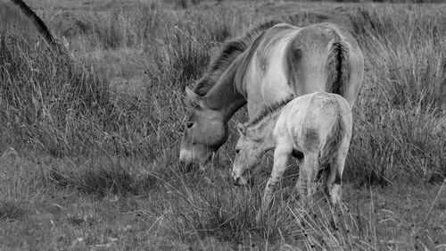 Horse on field