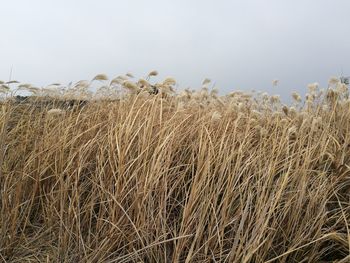 Close-up of wheat field against clear sky