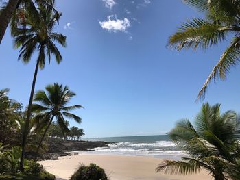 Palm trees on beach against clear blue sky