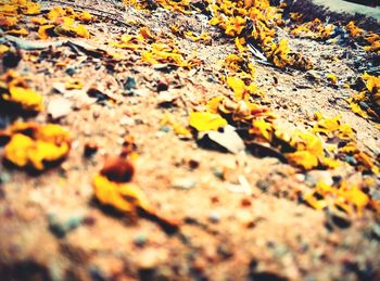 Full frame shot of autumn leaves