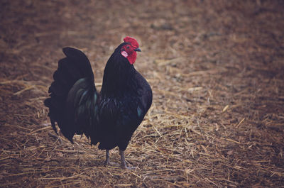 Close-up of rooster on field