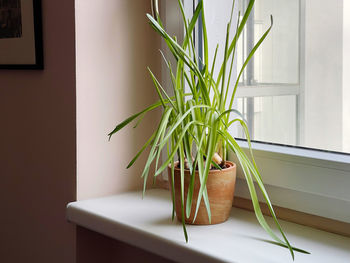 Close-up of potted plant on table at home