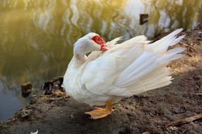 High angle view of white muscovy duck preening on lakeshore at parco del centenario