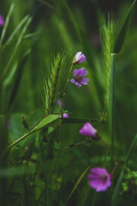 Close-up of purple flowering plant on field