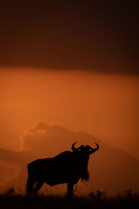 Silhouette wildebeest standing on field against sky during sunset