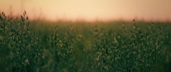 Close-up of wheat field against sky during sunset