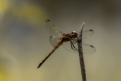 Close-up of dragonfly on twig