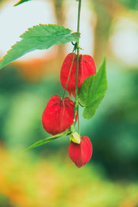 Close-up of red berries on plant