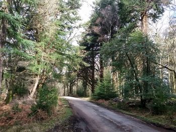 Road passing through forest