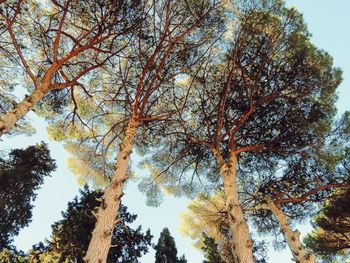 Low angle view of trees in forest against sky