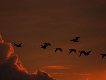 Low angle view of birds flying in sky