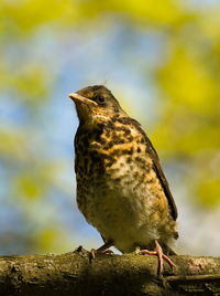 The fieldfare turdus pilaris on a branch. chick fieldfare on a tree. young bird on a branch