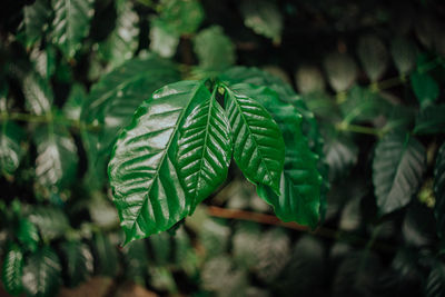 Close-up of fern leaves