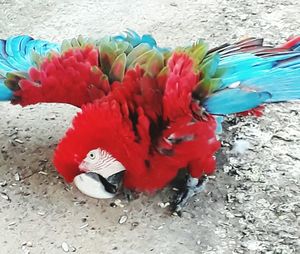 High angle view of bird on red water