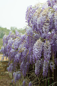 Close-up of purple flowering plants