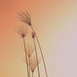 Plants at sunset