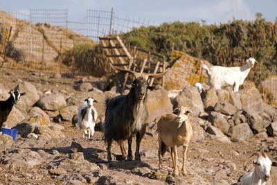 Mountain goats in the island of patmos, greece