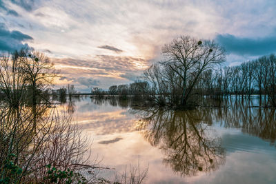 Flood on the rhine, germany.