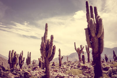 Cactus growing on field against sky